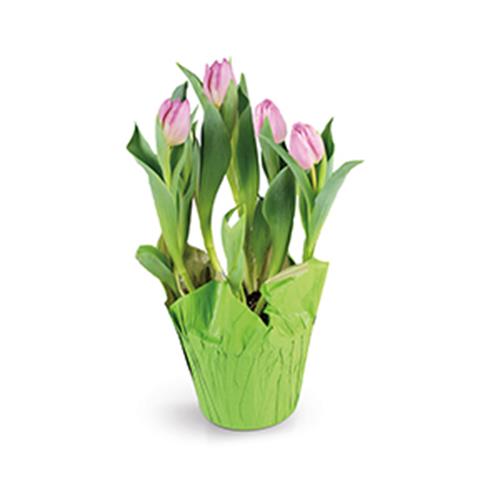 4" Tulip 